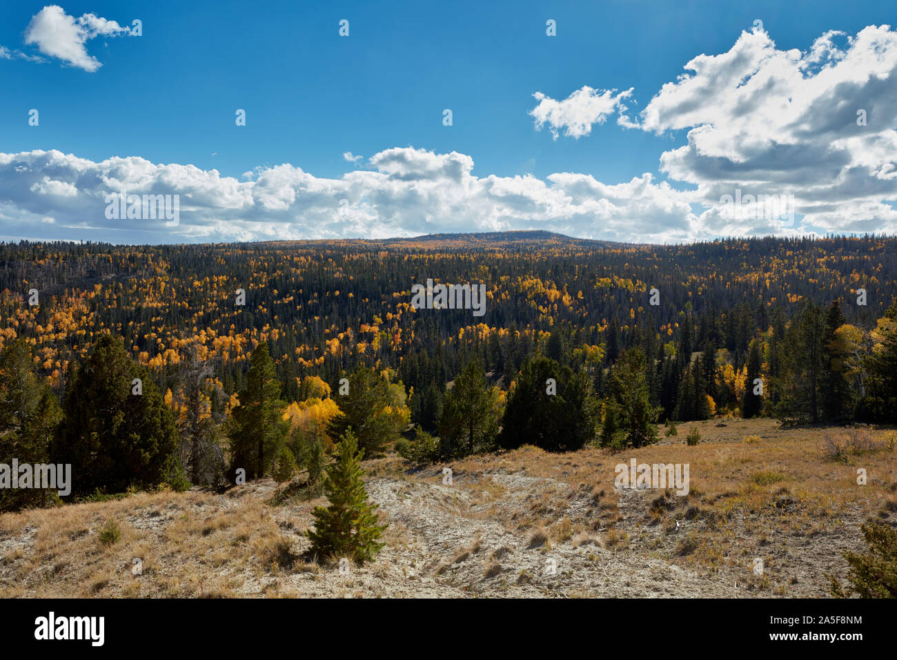 Aspen alberi con giallo e arancione lascia tra il verde di pini, Utah Foto Stock
