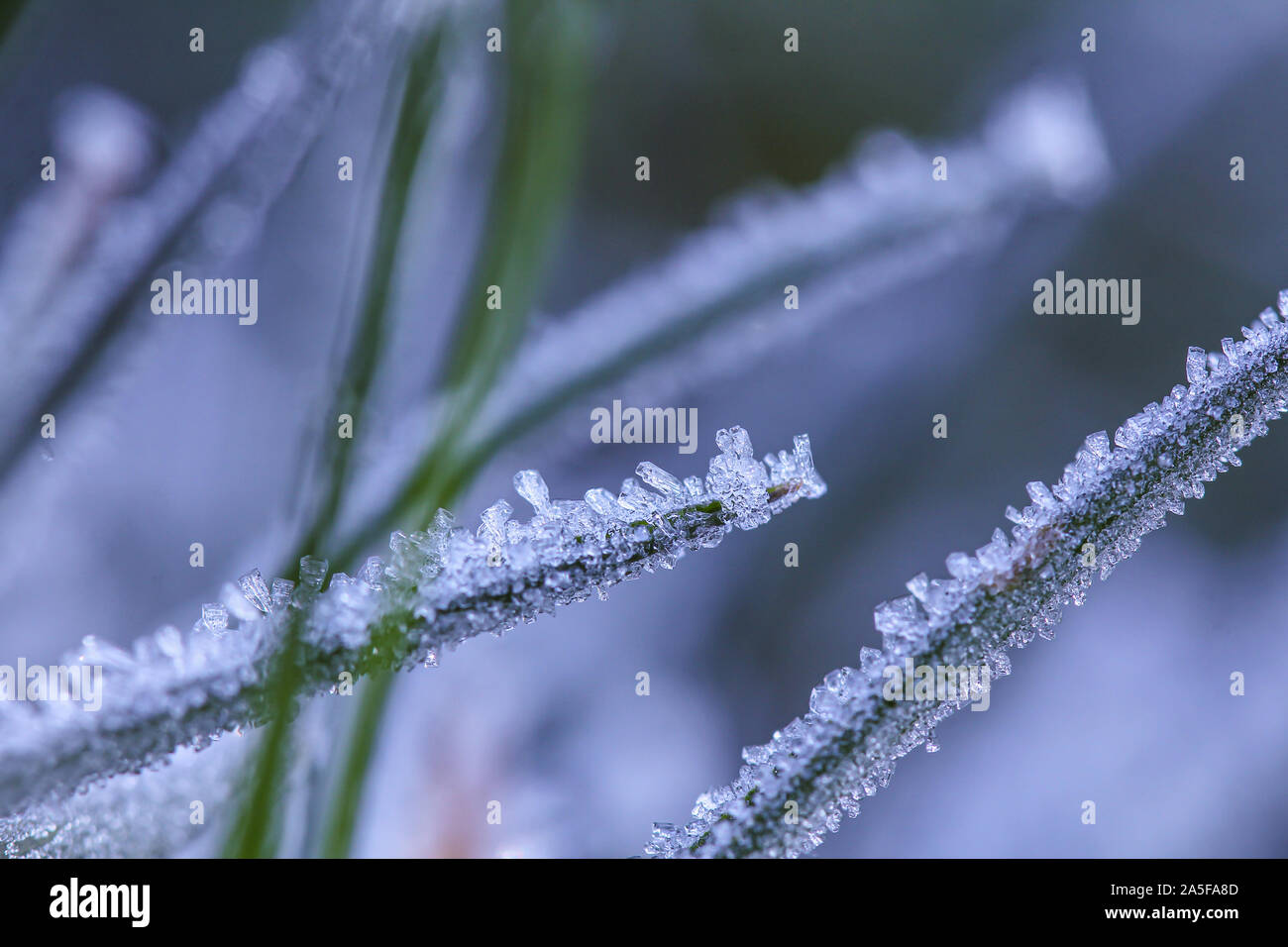 I cristalli di ghiaccio sull'erba la mattina dopo una notte fredda Foto Stock