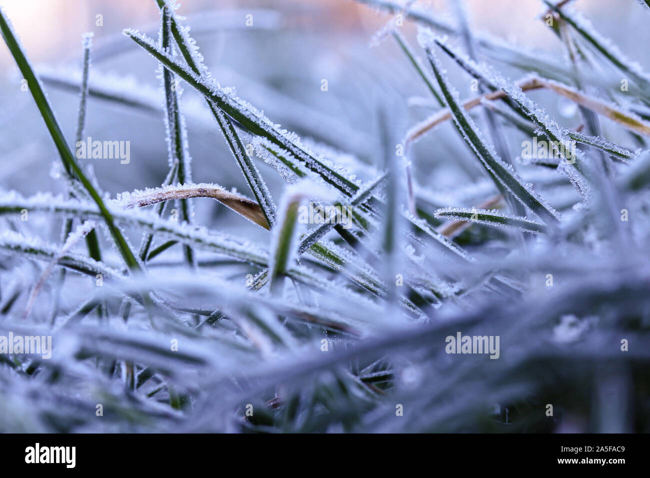 I cristalli di ghiaccio sull'erba la mattina dopo una notte fredda Foto Stock