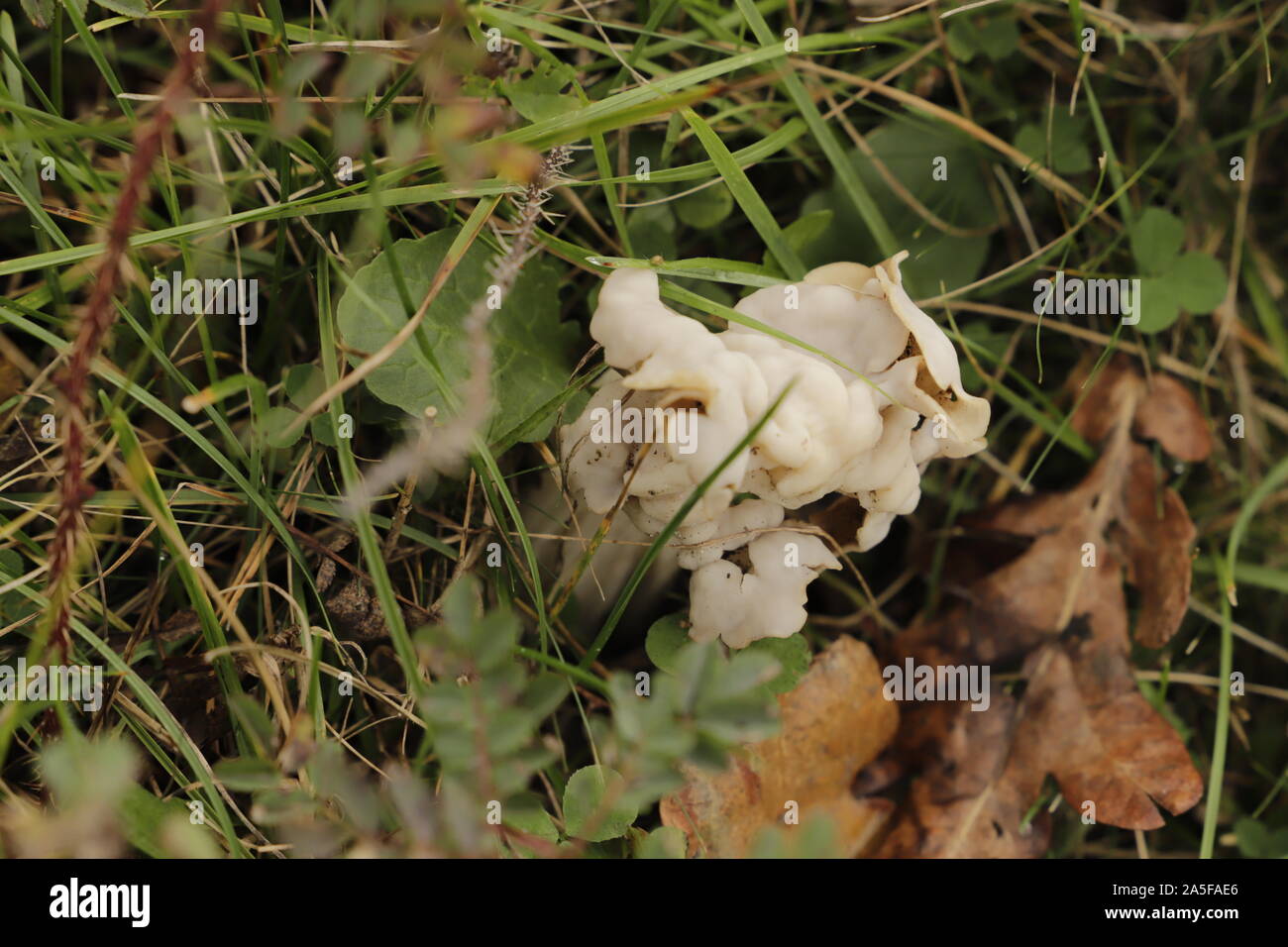 Sella foliatile o helvella crispa uno strano fungo Foto Stock