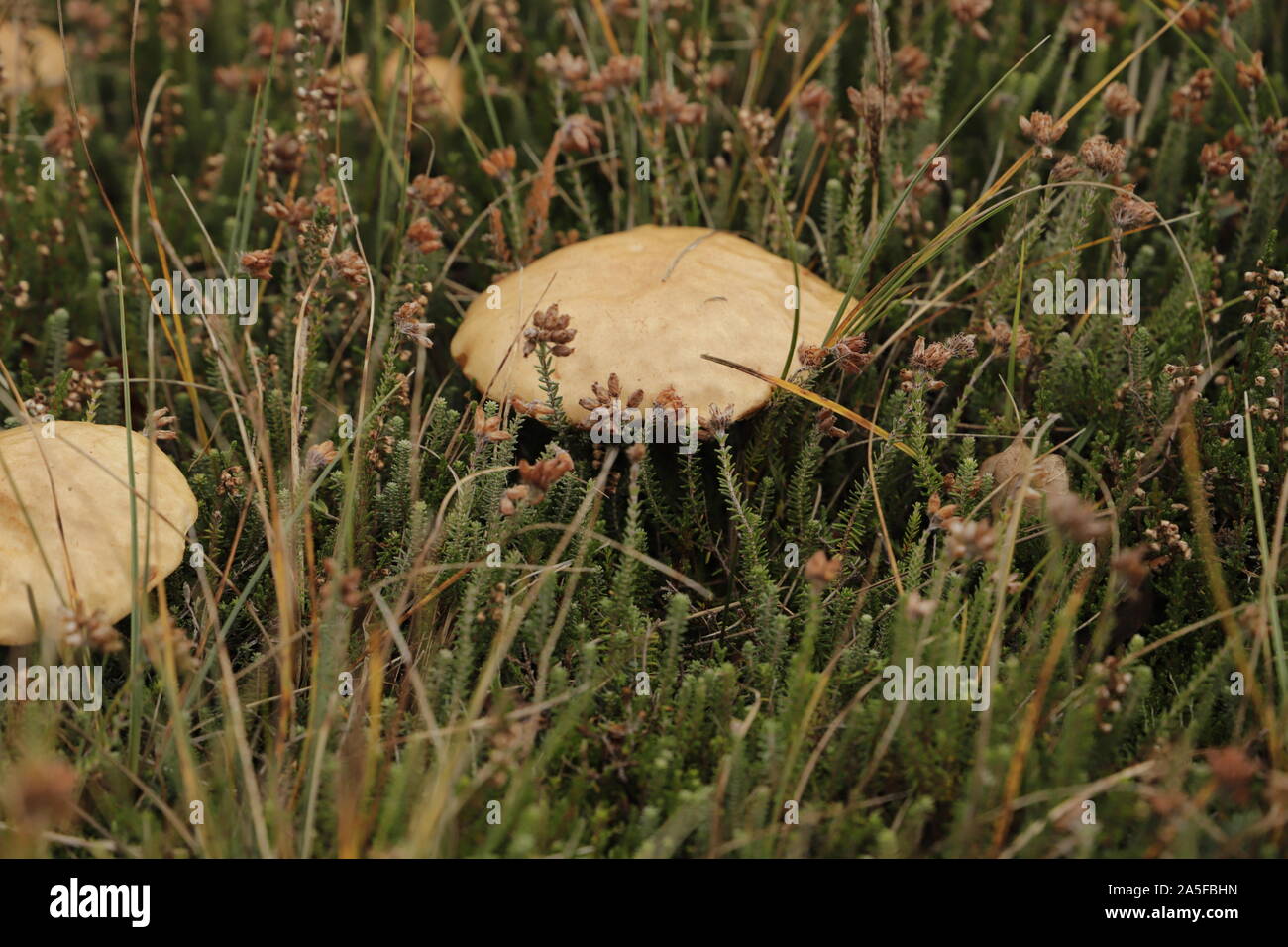 La molla cavalier o melanoleuca cognata toad sgabello Foto Stock