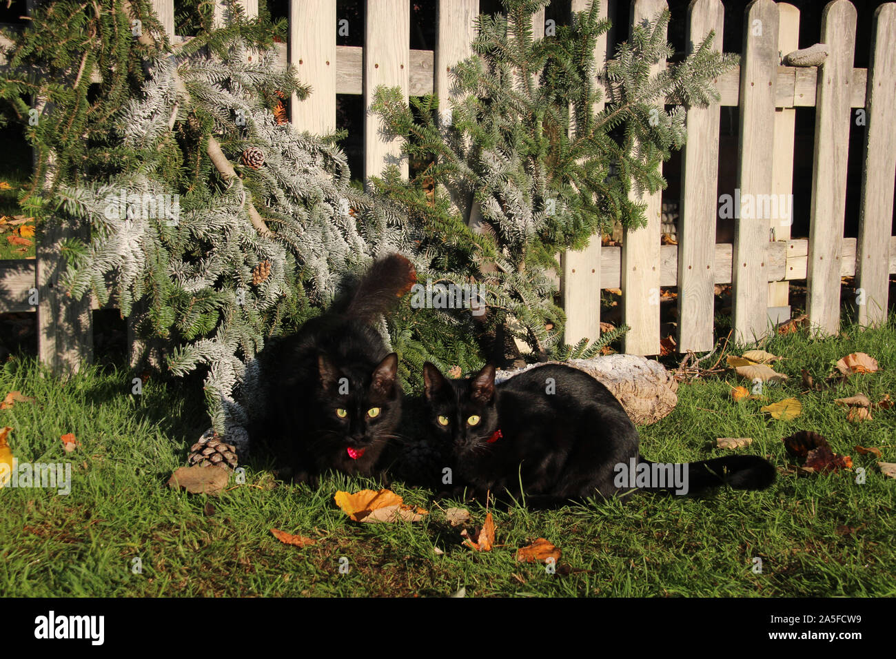 Coppia di gatti neri in giardino Foto Stock