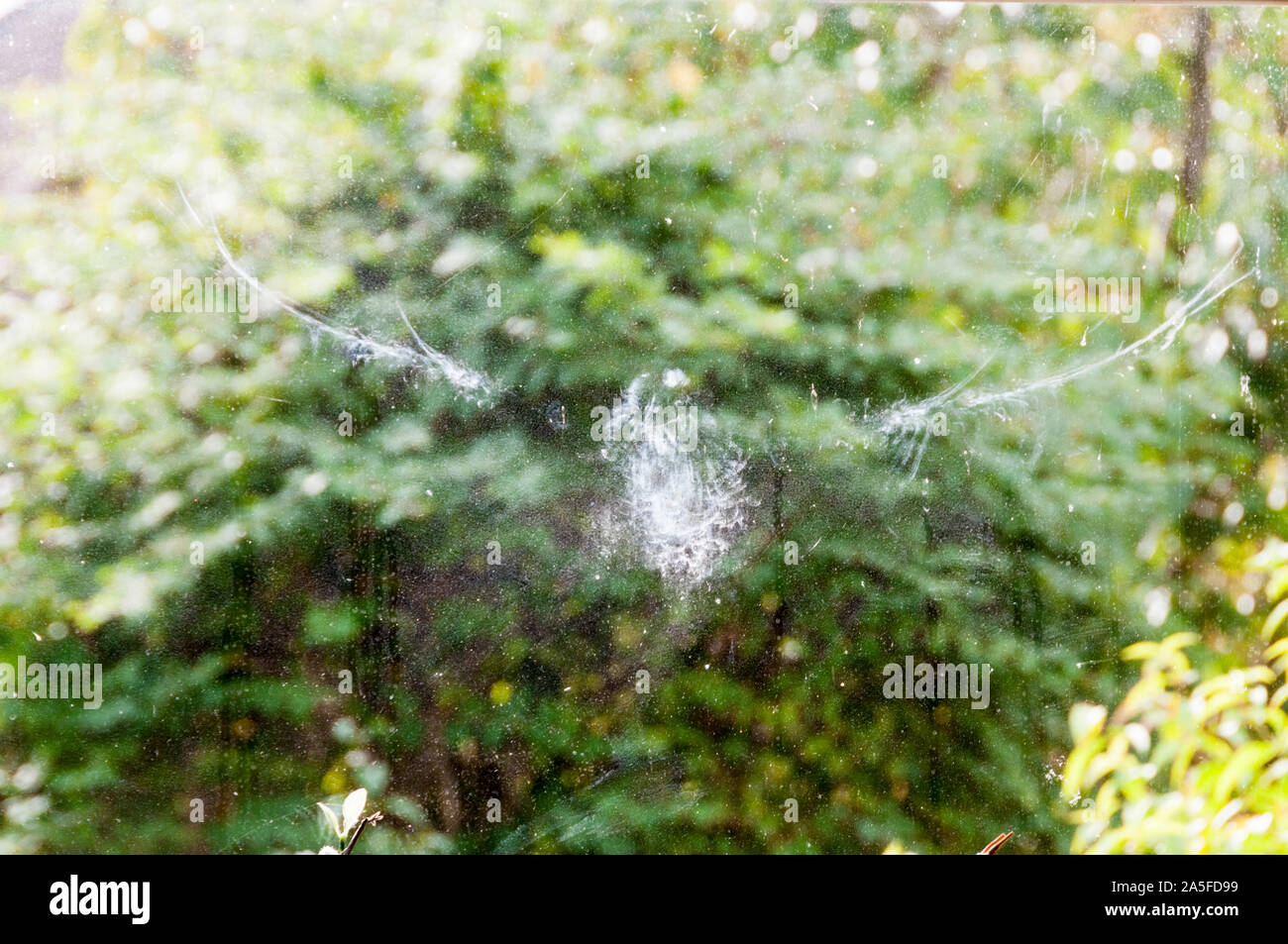 Immagine fantasma di uccelli di sinistra sul vetro dopo che si è volato in una finestra. Foto Stock