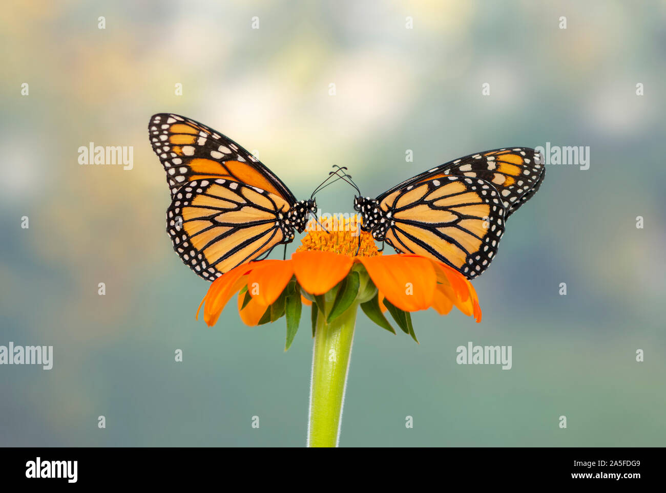 Coppia di farfalle monarca (Danaus plexippus) alimentazione insieme su una singola semi di girasole Foto Stock