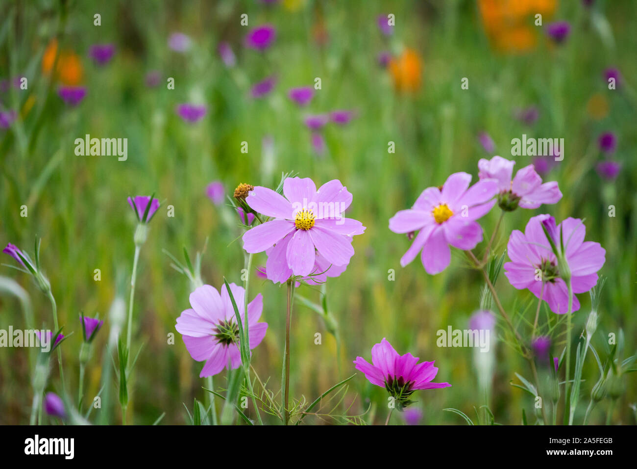 Fiori viola in un prato Foto Stock