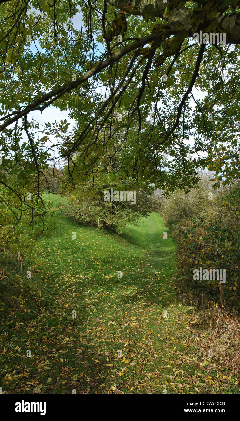 Una scena che mostra un sovrastante il ramo di albero e una pendenza di erba con foglie di giallo sul terreno Foto Stock