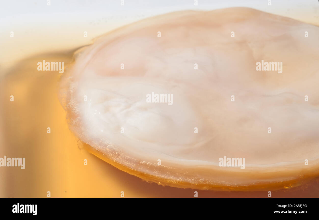 Al tè al Kombucha con SCOBY 'symbiotic coltura di batteri e lievito', Vicino. Salutare tè fermentato fungo per fitness nutrizione o sport drink. Foto Stock