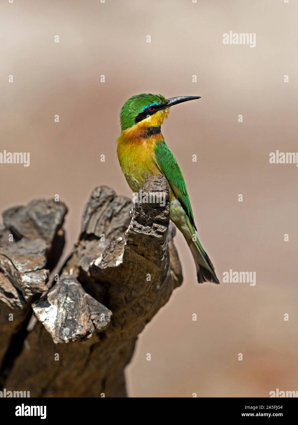 Poco gruccione appollaiato Foto Stock