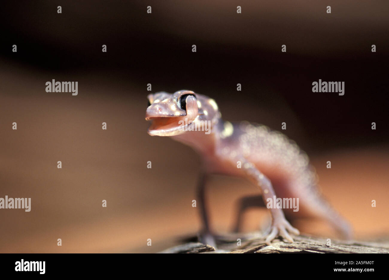 IL GECKO DALLA CODA SPESSA O ABBAIATA (UNDERWOODISAURUS MILII) LICCA GLI OCCHI PER LIBERARLI DALLA POLVERE E MANTENERLI UMIDI, NELL'OUTBACK WESTERN AUSTRALIA. Foto Stock