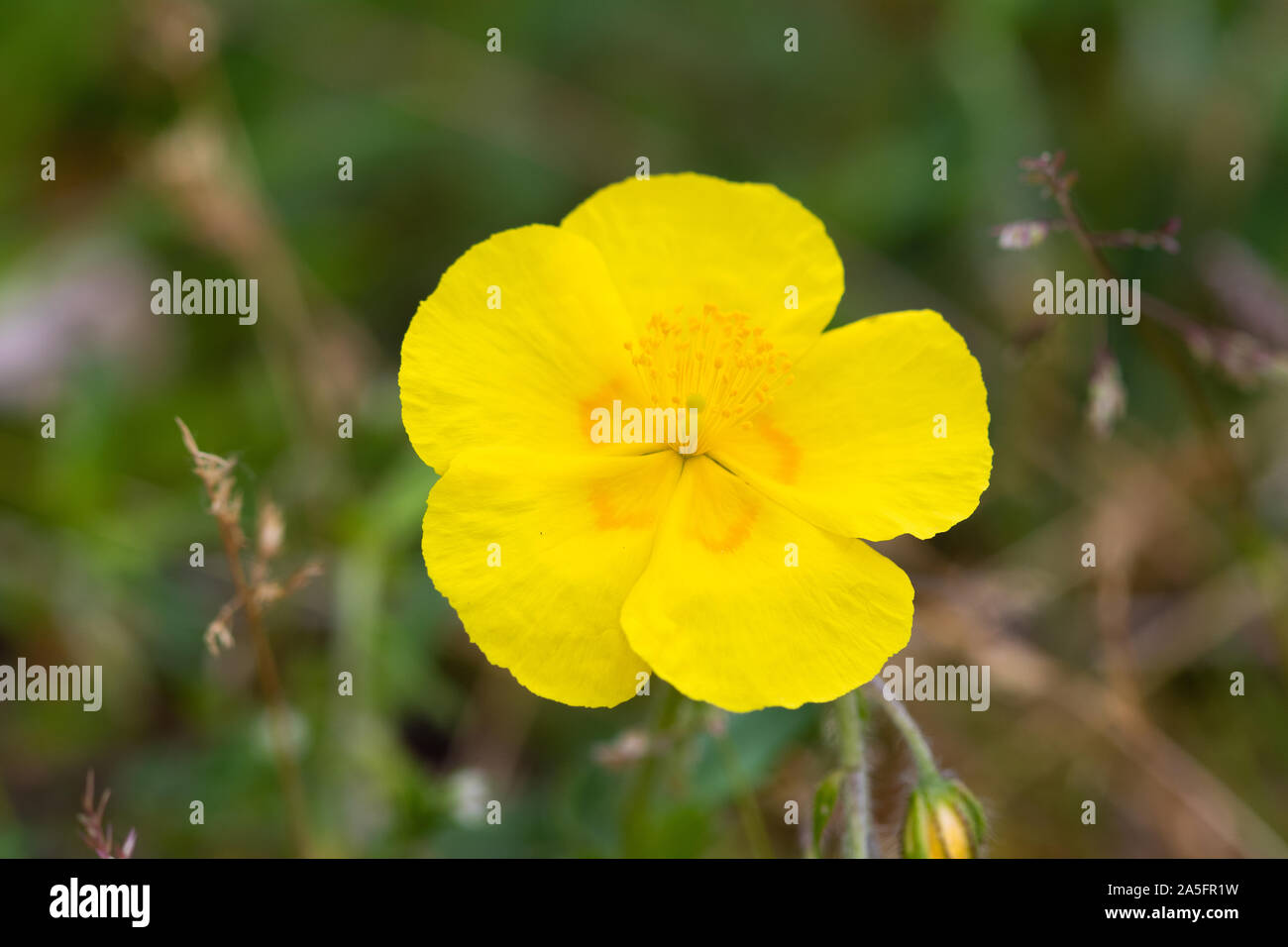 Comune Rock Rose (Helianthemum nummularium) fiore Foto Stock