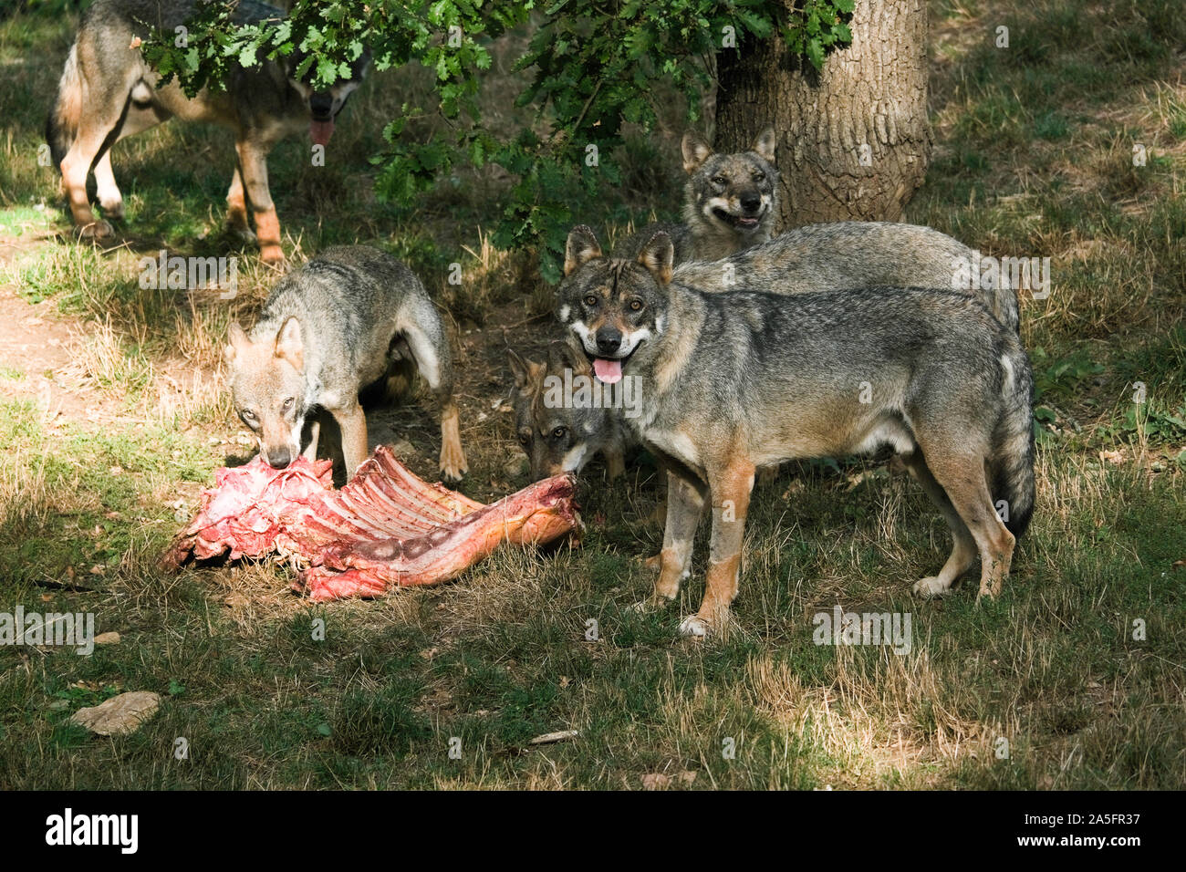 Cinque lupi alimentare su una carcassa, Francia Foto Stock