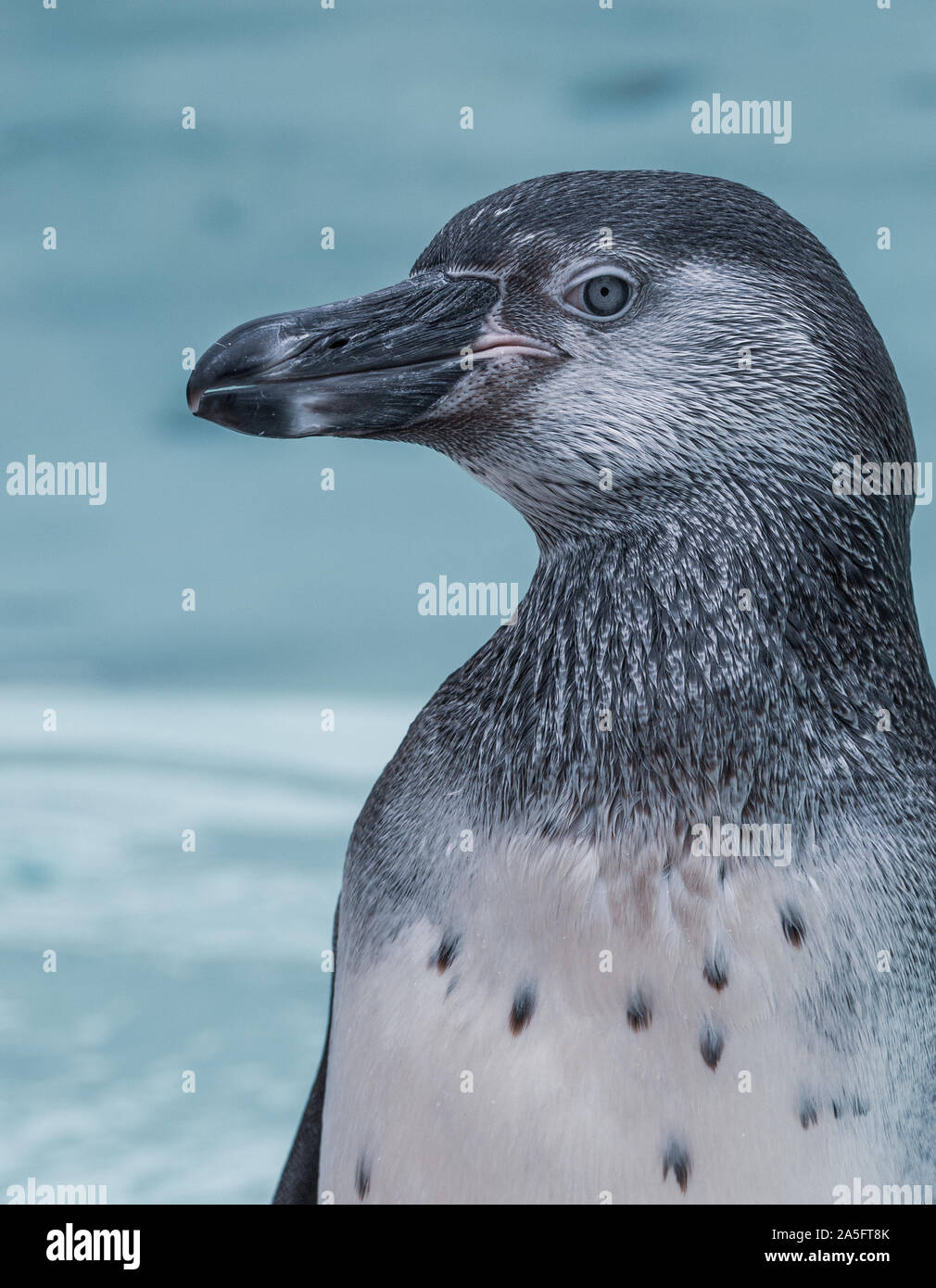 Ritratto di un pinguino, England, Regno Unito Foto Stock