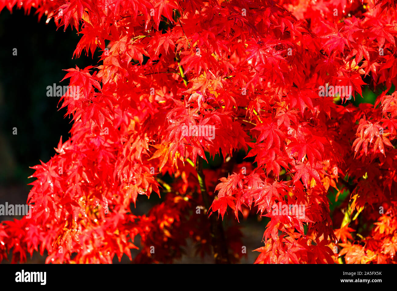 Bella acero giapponese, Acer palmatum, foglie di albero in piena incandescente rosso scarlatto Colore di autunno in un giardino nel Surrey, sud-est dell'Inghilterra, Regno Unito Foto Stock