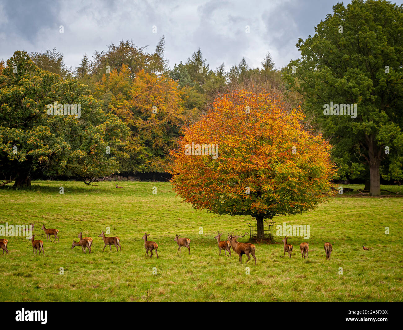 Cervi, Studley Royal Park, North Yorkshire, Regno Unito. Foto Stock