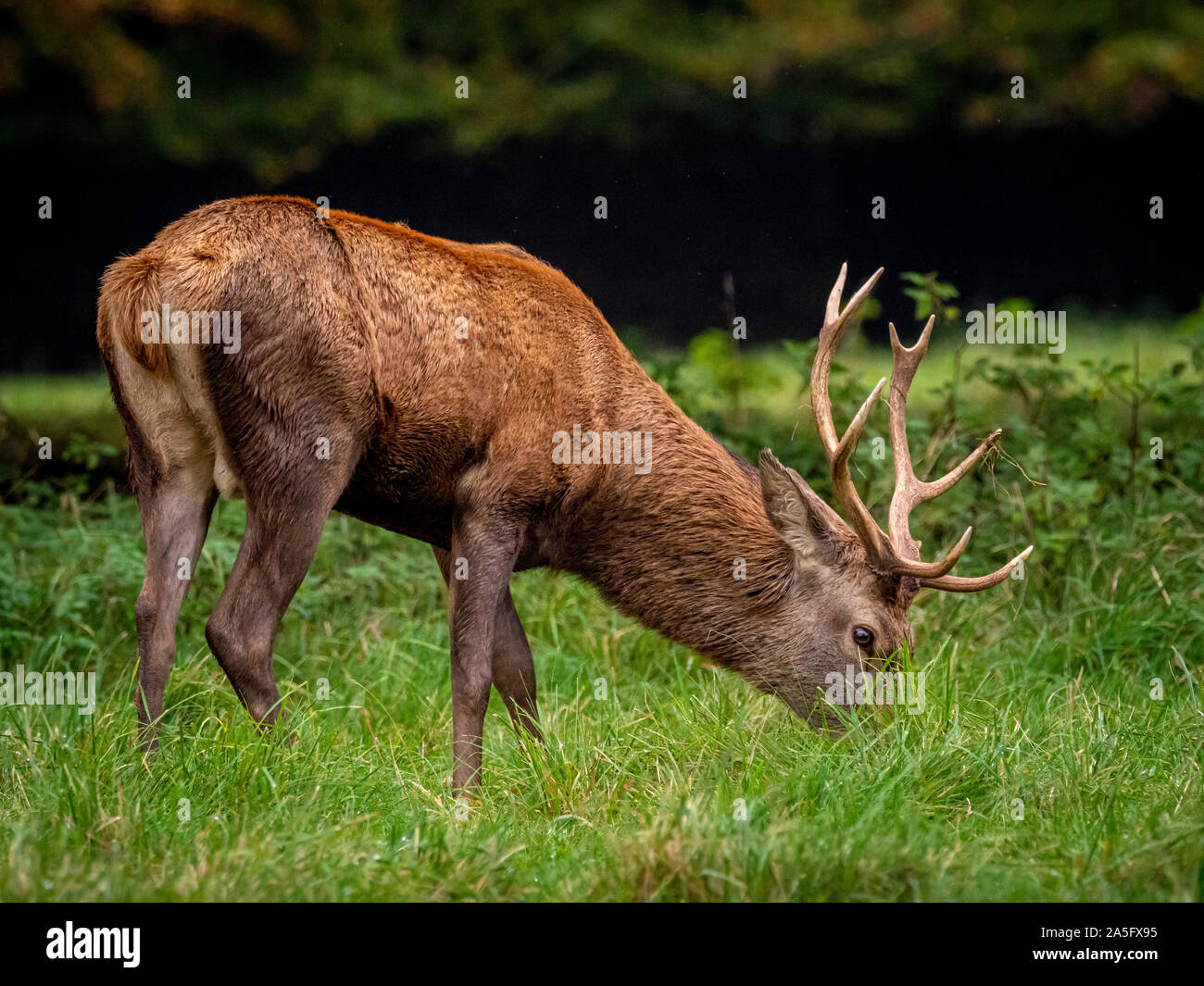 Red Deer Stag, Studley Royal Park, North Yorkshire, Regno Unito. Foto Stock