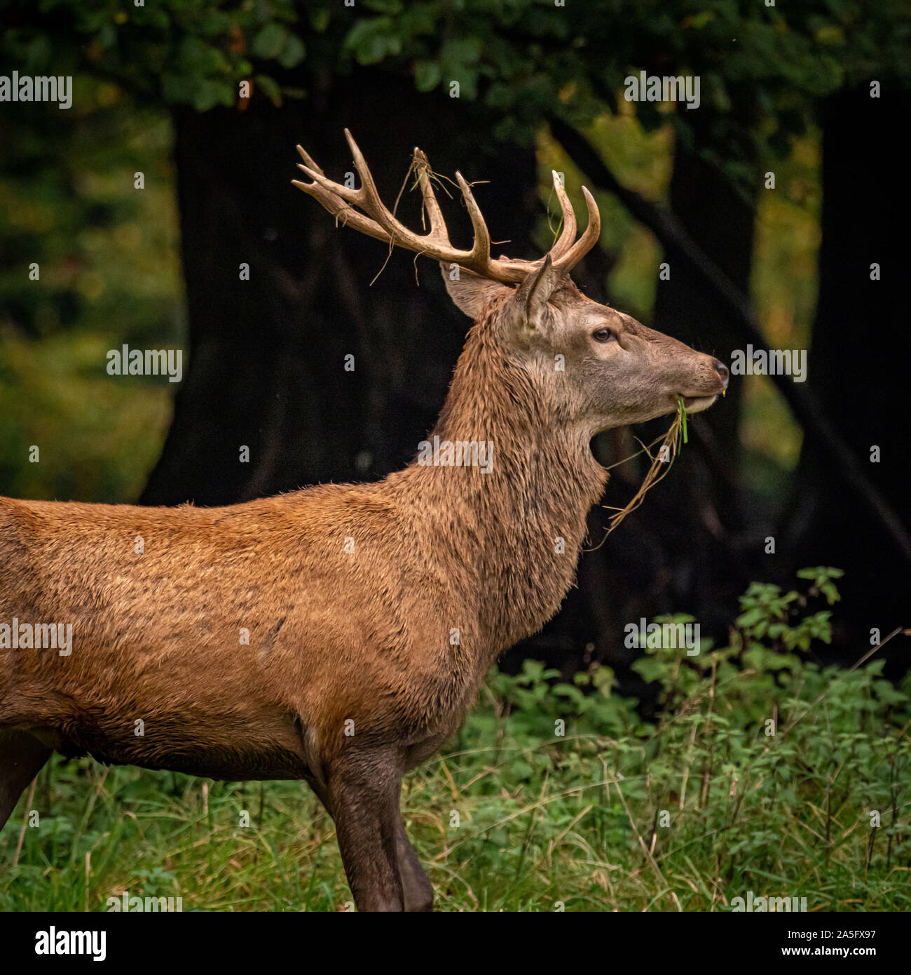 Red Deer Stag, Studley Royal Park, North Yorkshire, Regno Unito. Foto Stock