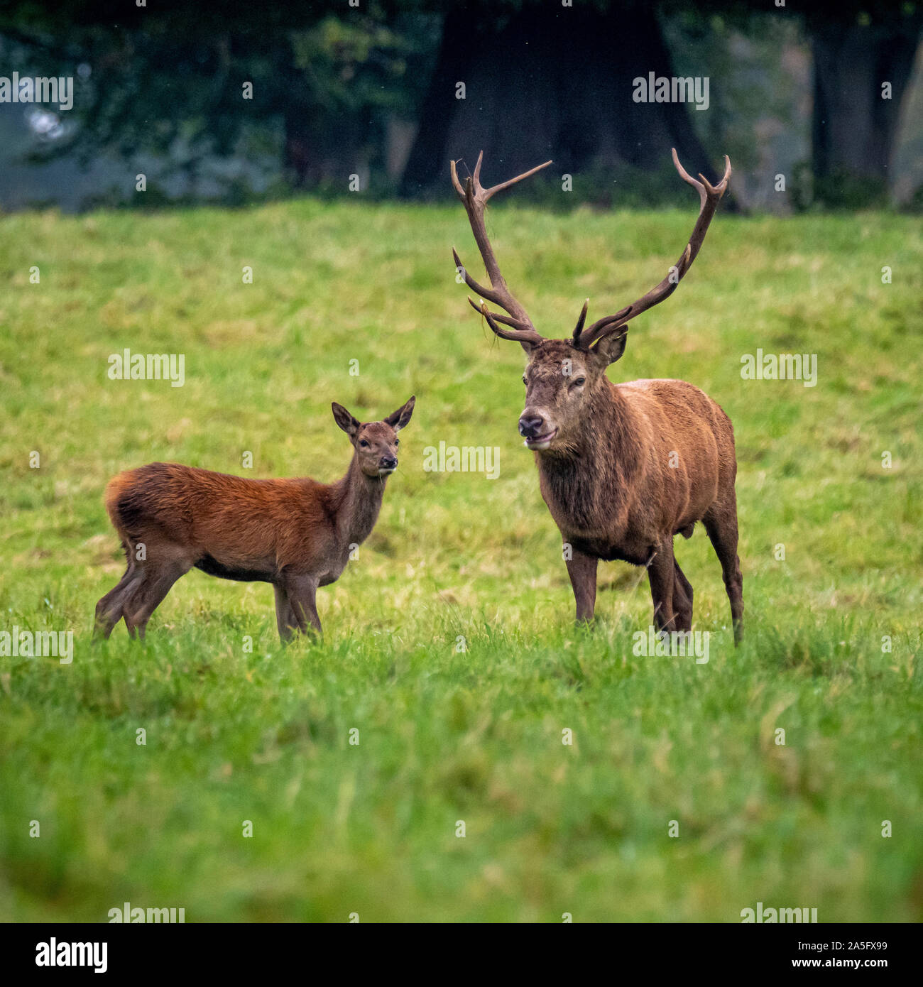 Red Deer feste di addio al celibato e Hind, Studley Royal Park, North Yorkshire, Regno Unito. Foto Stock
