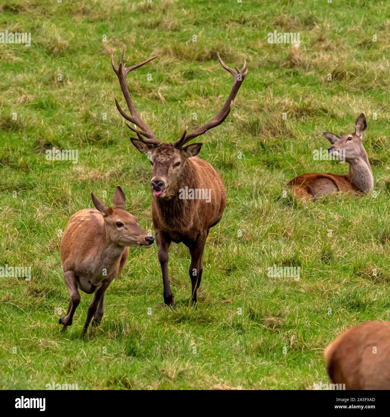 Red Deer feste di addio al celibato e cerve, Studley Royal Park, North Yorkshire, Regno Unito. Foto Stock