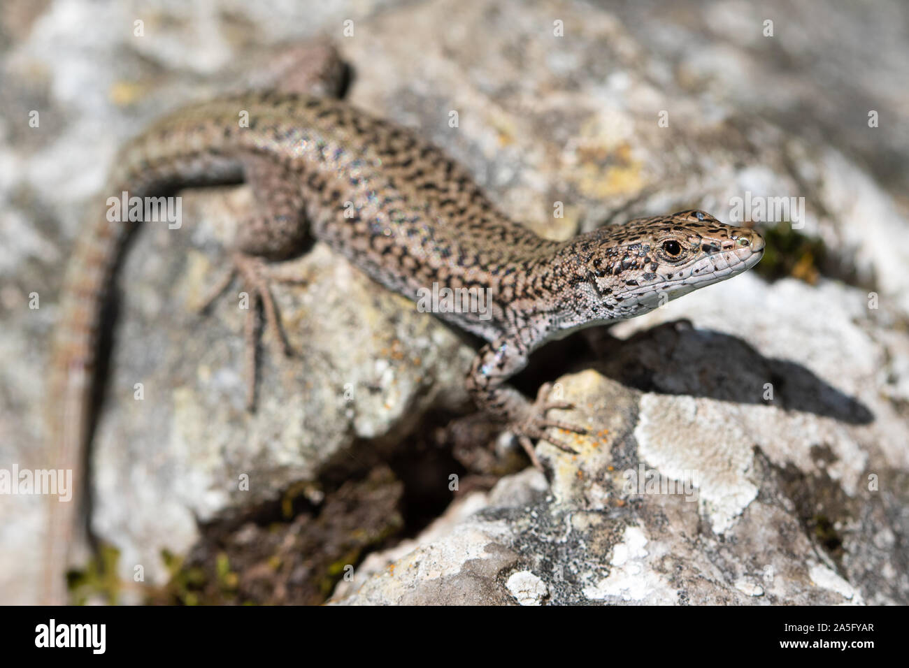 Comune di lucertola muraiola (Podarcis muralis) su un lichen coperto rock Foto Stock