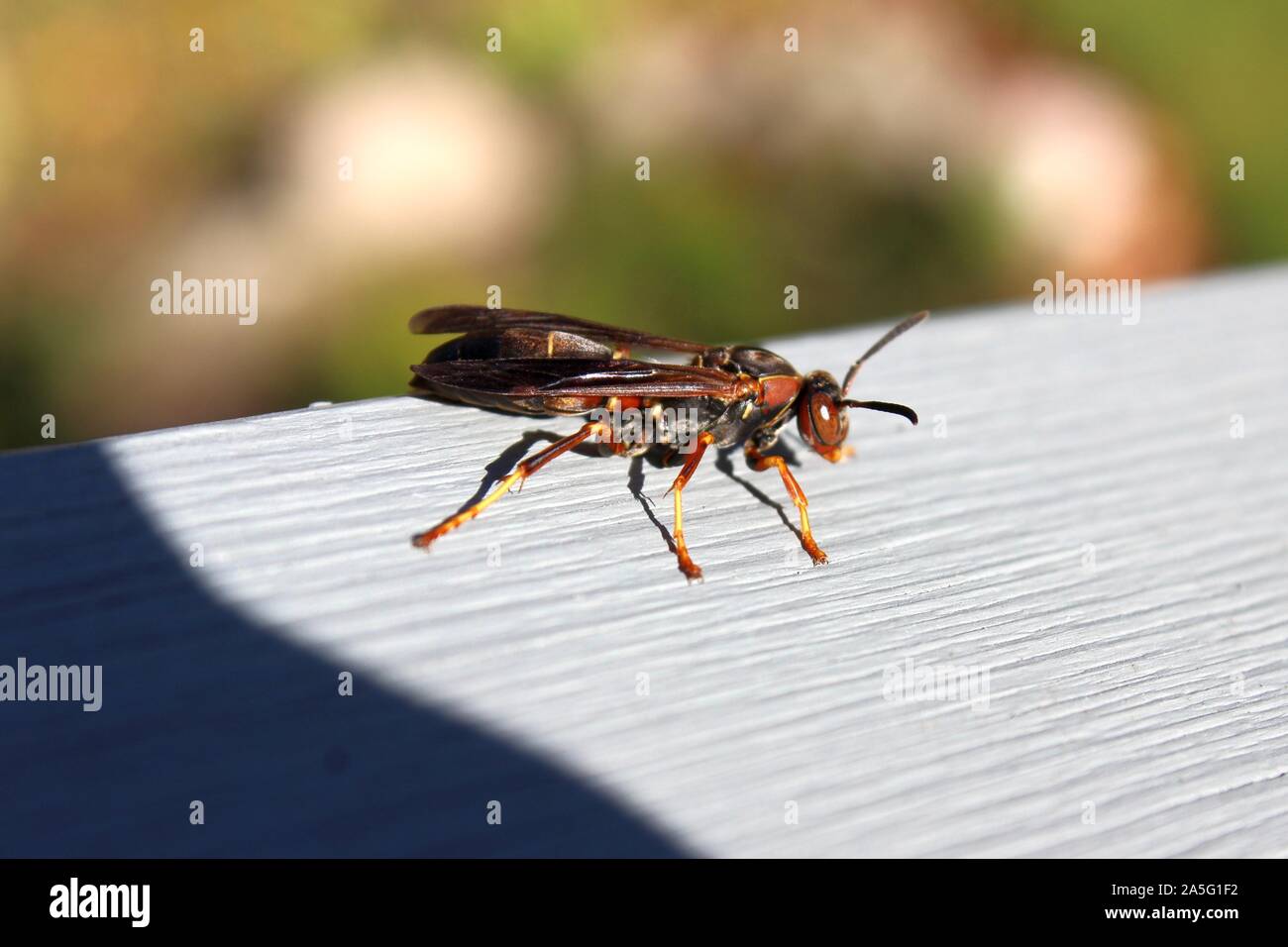 Una carta a freddo Wasp siede nel sole autunnale Foto Stock
