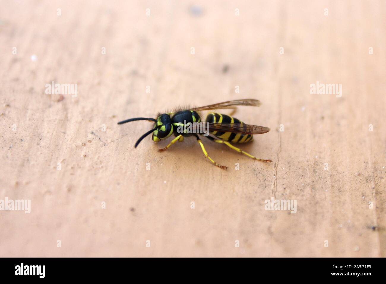 Un freddo giacca gialla Wasp seduti al sole autunnale Foto Stock