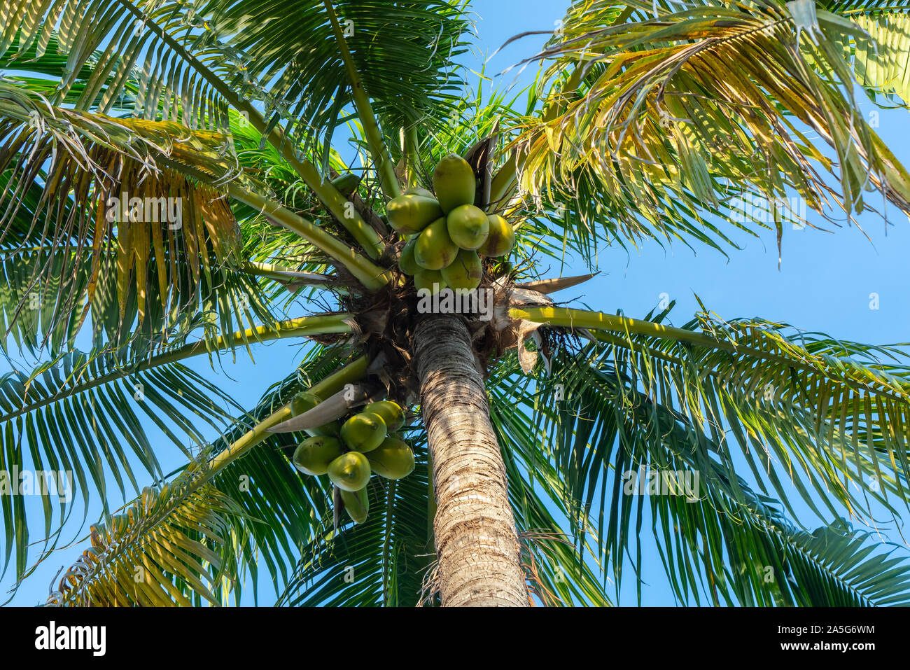 Palm Tree Tops con cielo blu chiaro nella soleggiata Naples FL Foto Stock