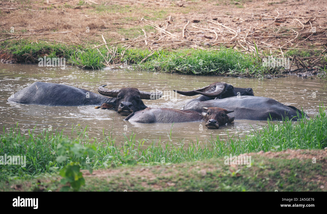 Bufalo d'acqua in appoggio nella pozza di fango Foto Stock