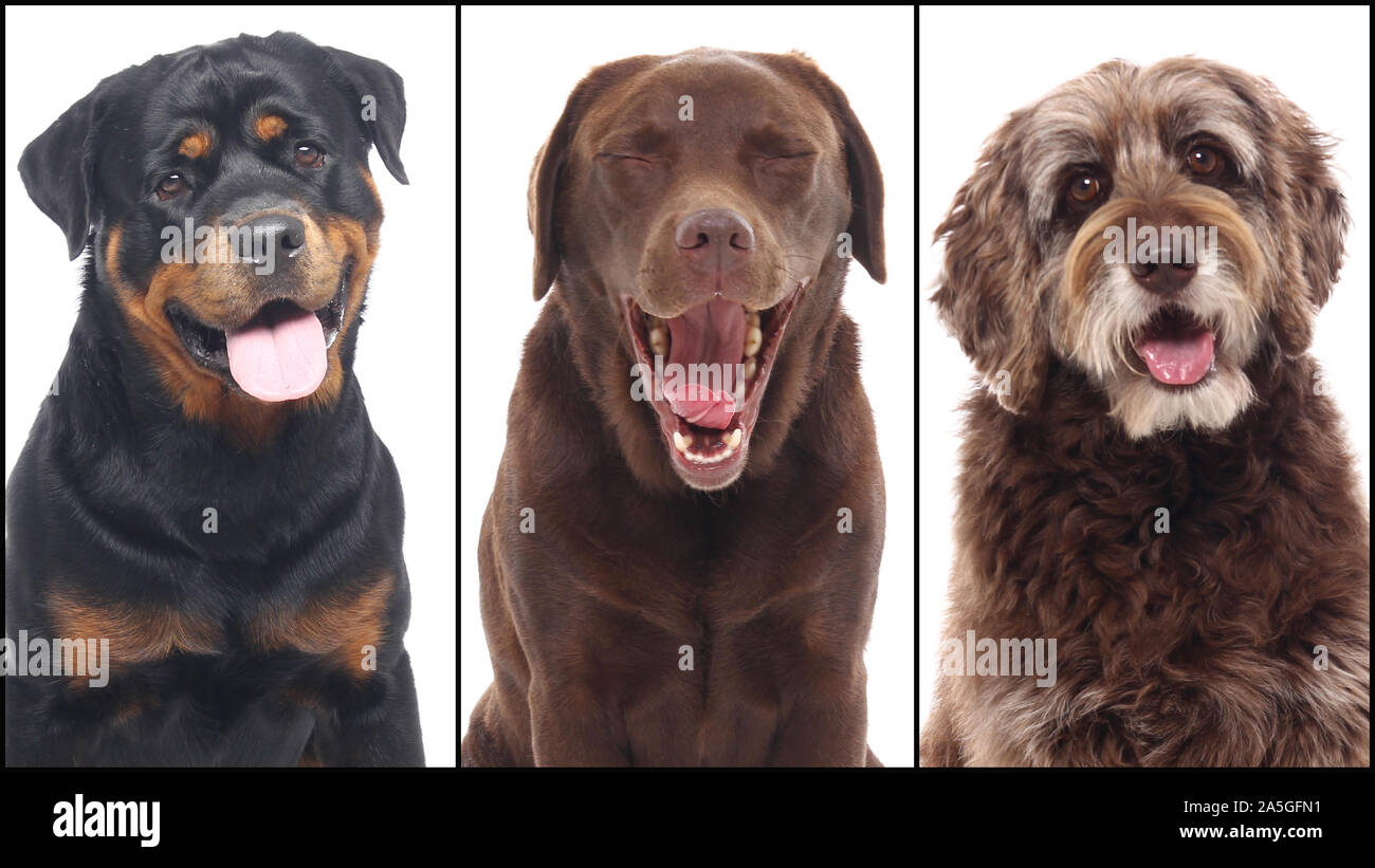 Gruppo di bella felice commerciale animali domestici insieme Foto Stock