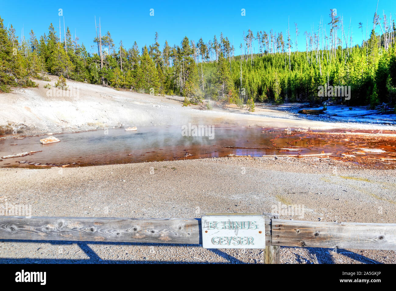 Il vapore caldo sorge da un Echinus Geyser in Norris Geyser Basin presso il Parco Nazionale di Yellowstone, Wyoming USA Foto Stock
