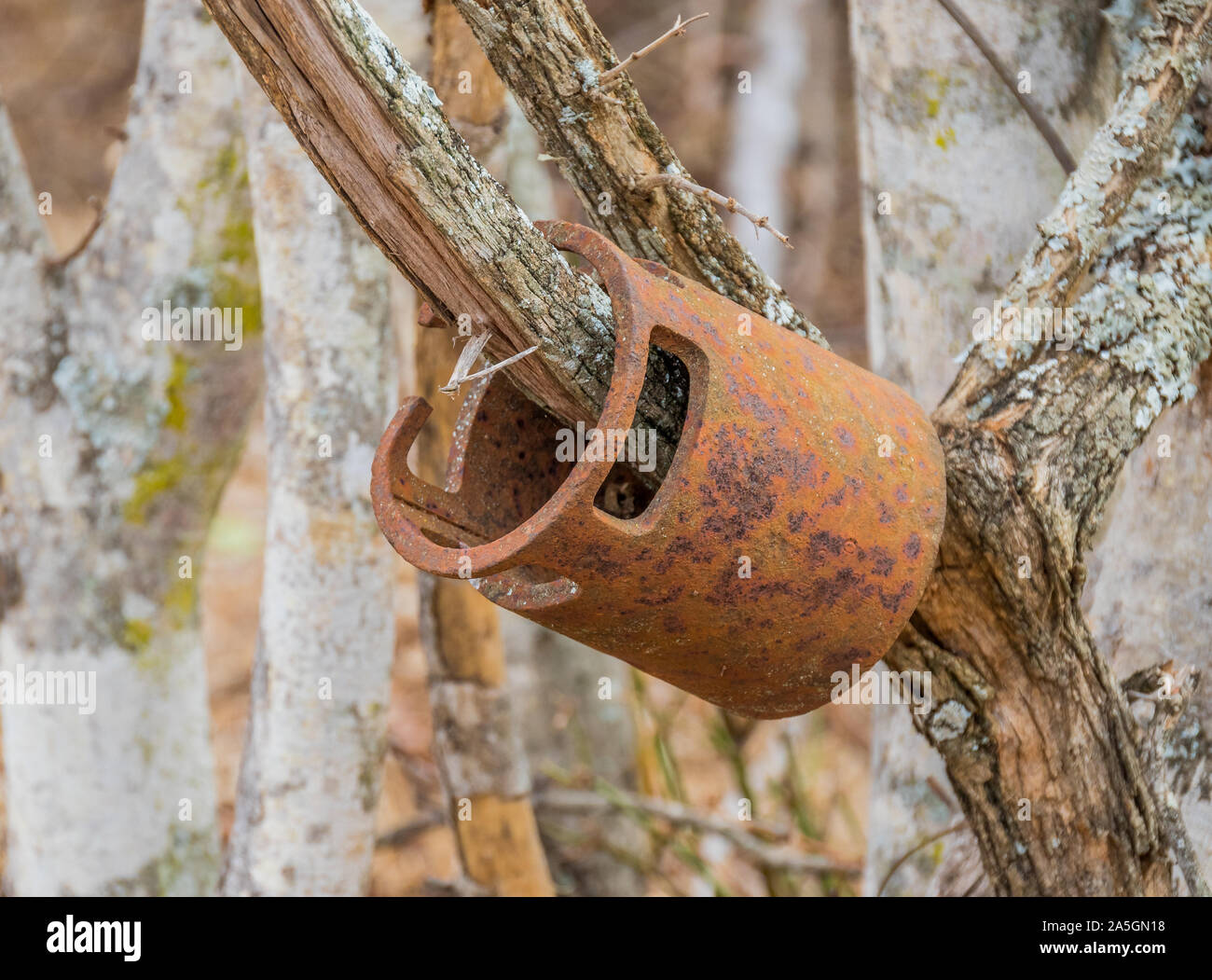 Un manicotto metallico agganciato su un ramo di un albero esterno immagine con spazio di copia Foto Stock