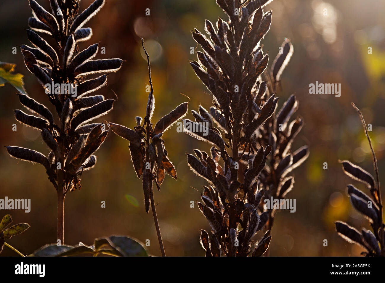 Impianti di decadimento in controluce con sfondo bokeh di fondo a Brantberget Foto Stock
