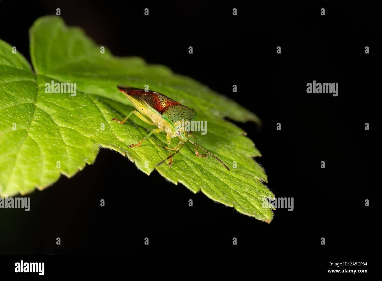Forest stink bug su una foglia verde, close-up su sfondo scuro Foto Stock