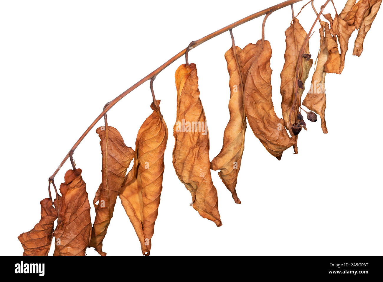 Il ramo con secchi giallo Foglie di autunno su uno sfondo bianco, isolato Foto Stock