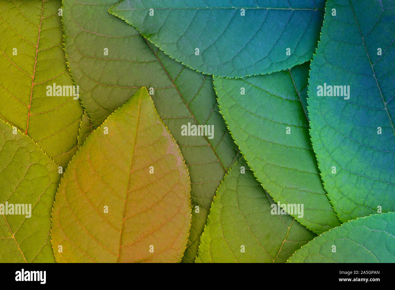 Layout astratta di foglie con diagonale di separazione di colori inconsueti Foto Stock