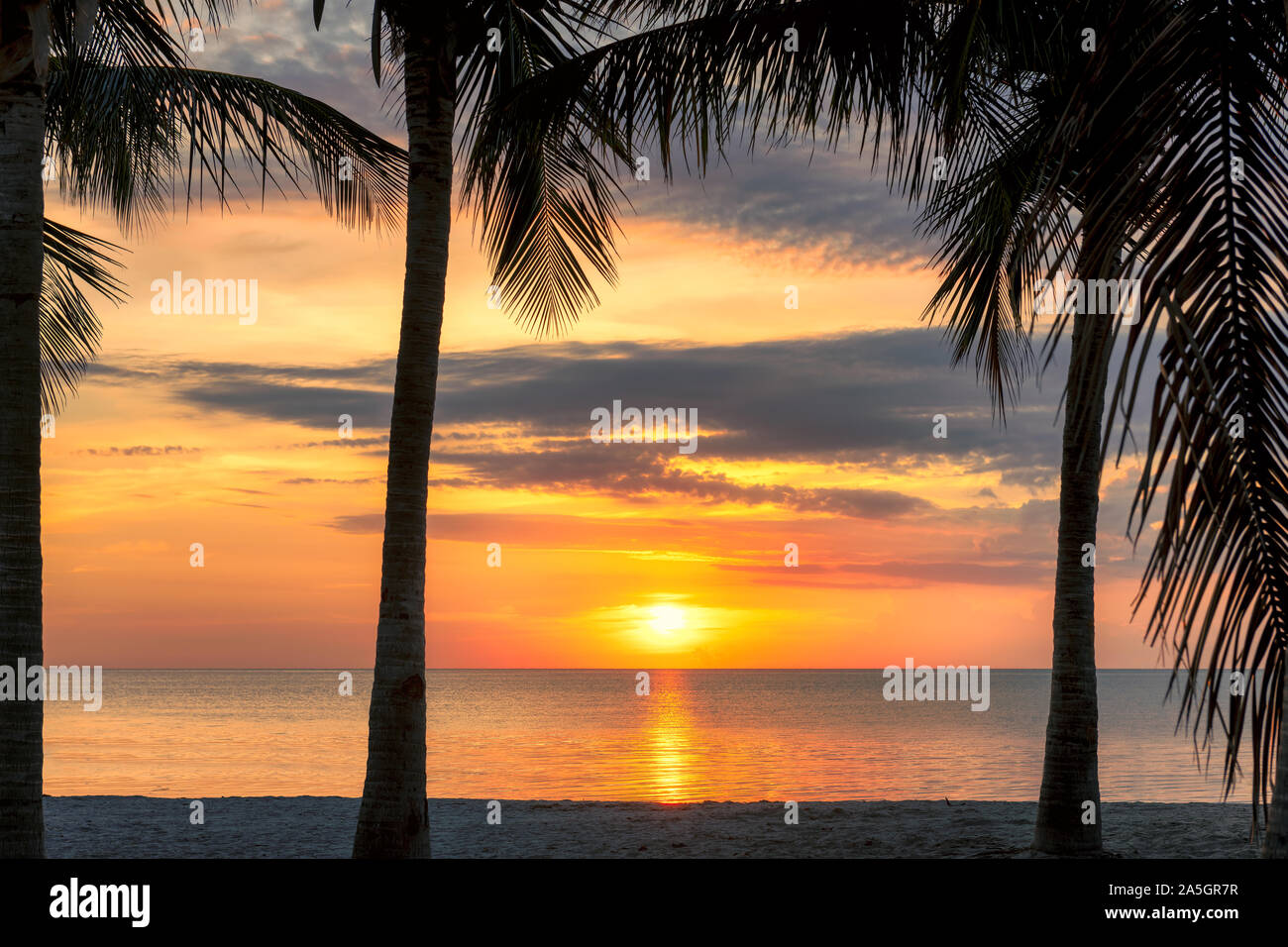 Palme sulla spiaggia di Miami Beach a sunrise Foto Stock