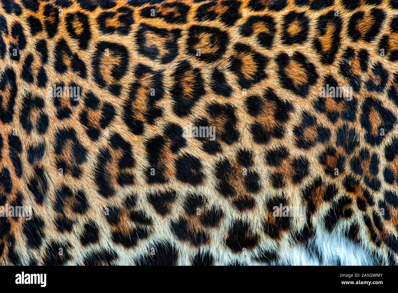 Close-up bella texture di vera pelle di leopardo, pellicce Foto Stock