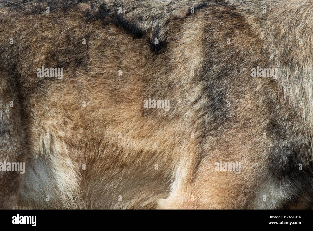 Closeup vero lupo la texture della pelle. Wolf fur texture di sfondo immagine di sfondo Foto Stock