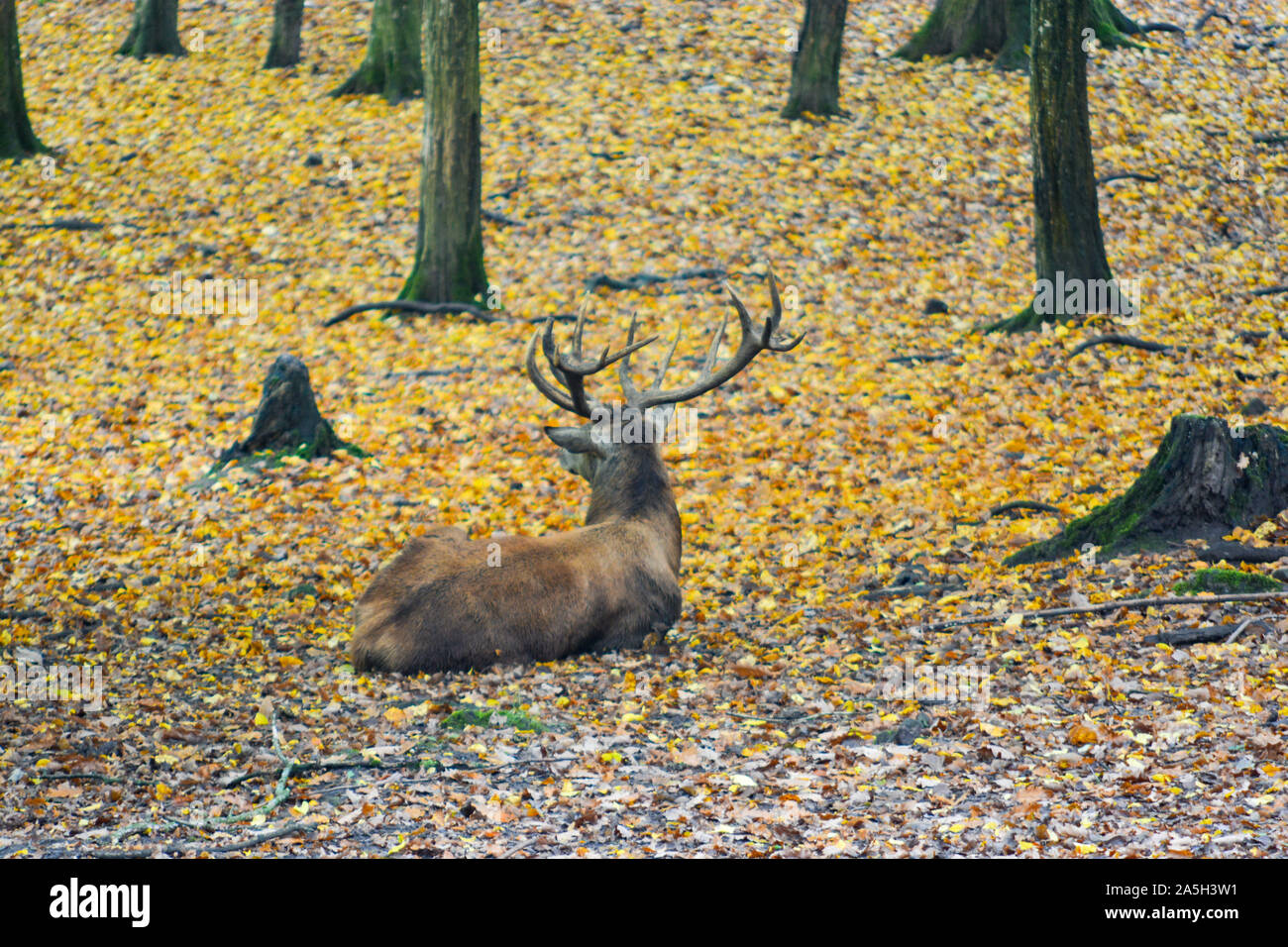 Brown stag seduto in autunno foresta vicino Freudental, sud della Germania Foto Stock