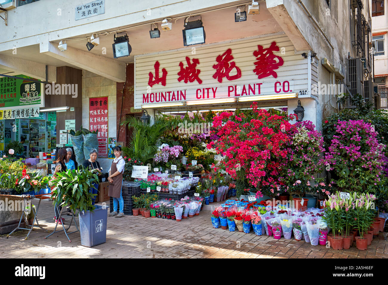 Houseplants per la vendita al mercato dei fiori Road. Kowloon, Hong Kong, Cina. Foto Stock