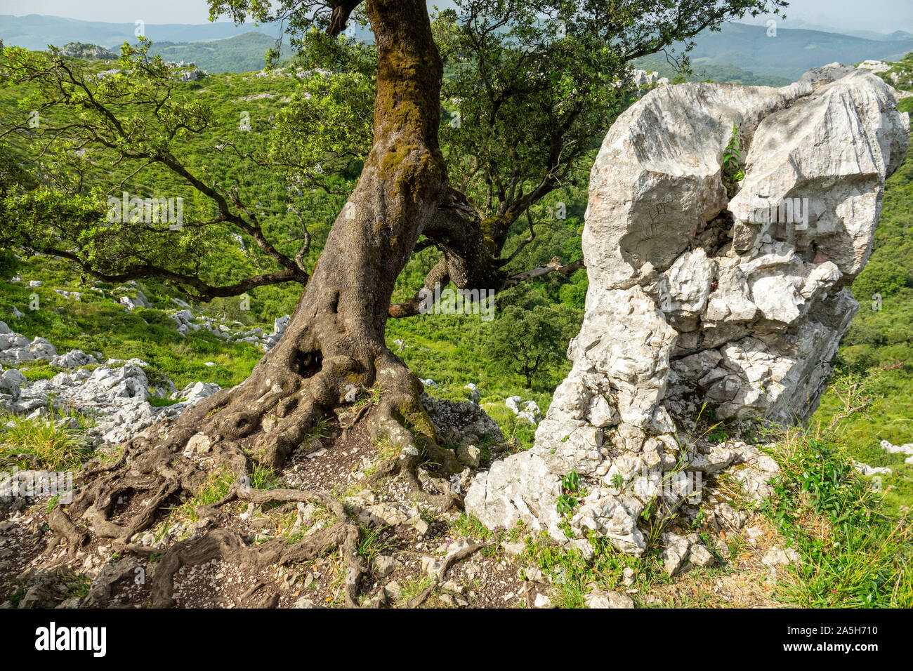 Albero con radici intrecciati nei pressi di roccia, vista dal basso Foto Stock