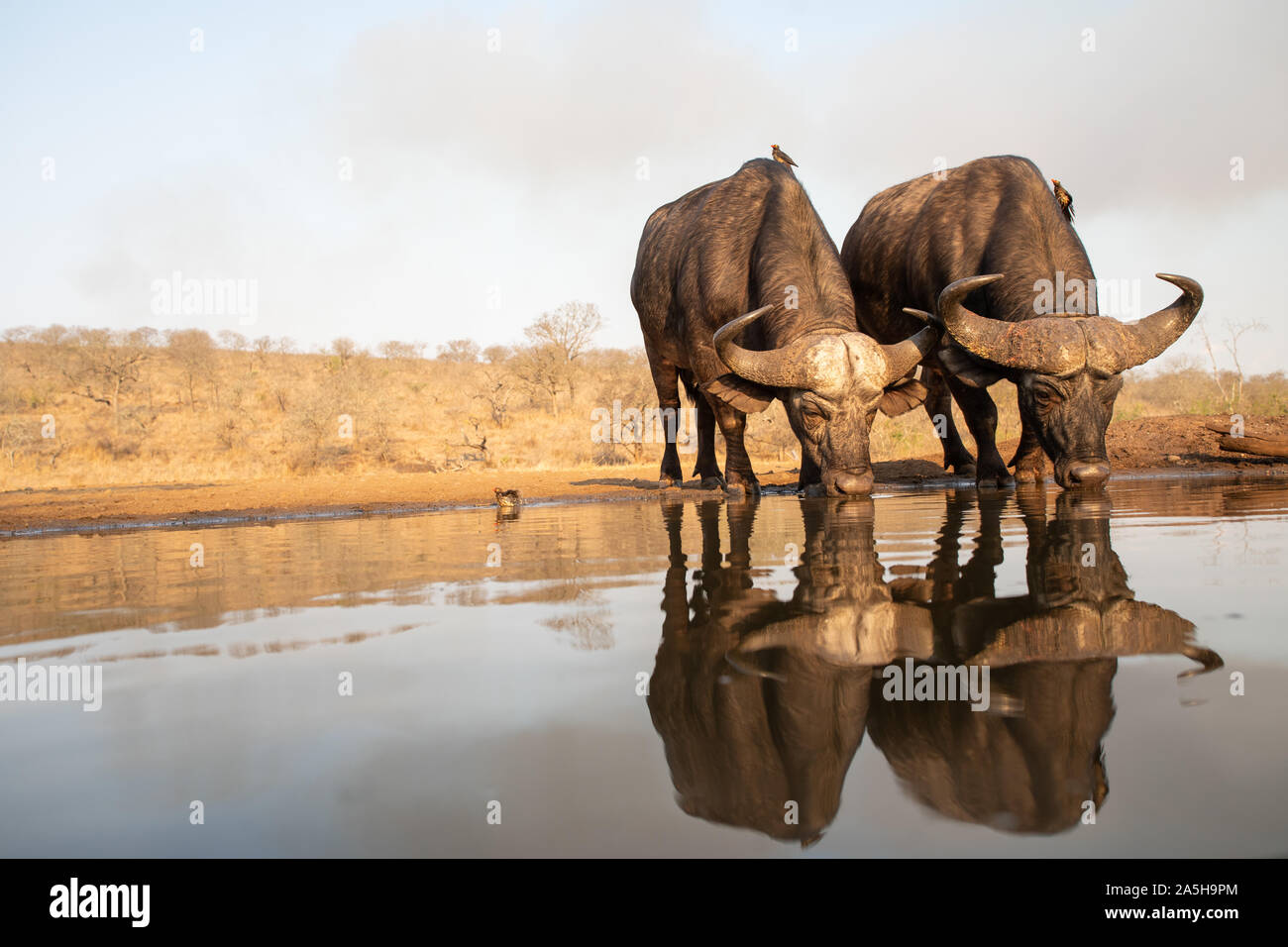 Due Paesi africani di bufala di bere mentre loro oxpeckers prendere un bagno Foto Stock