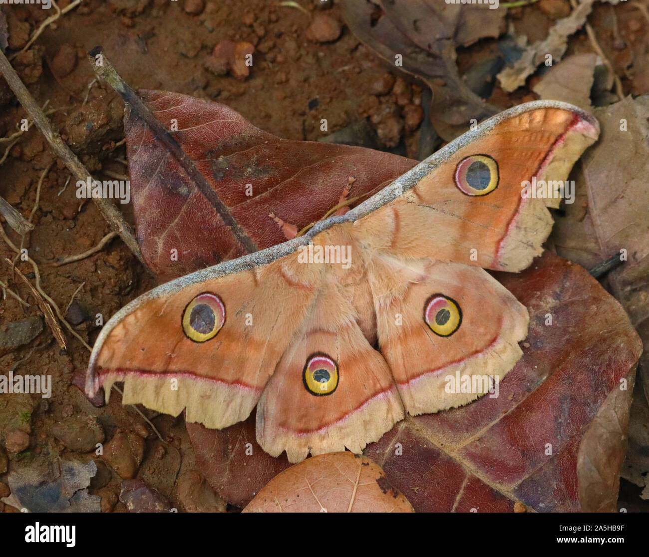 Tusser Seta Moth giacente tra le foglie secche a terra Foto Stock