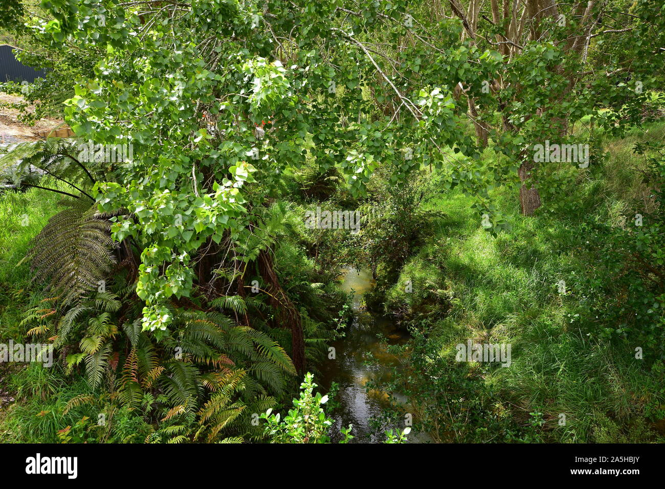 Little Creek con acqua riflettente superficie nascosta tra fresco verde di alberi e felci. Foto Stock