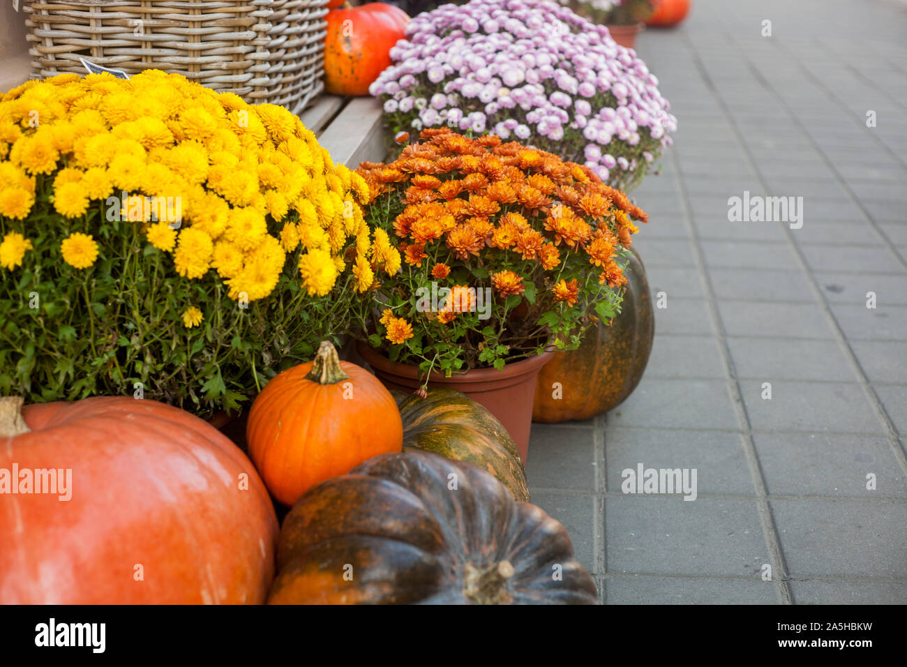 All'aperto o in autunno autunno decorazioni con grande varietà di zucche e fiori diversi. Street decor. Tonificazione vintage. Foto Stock