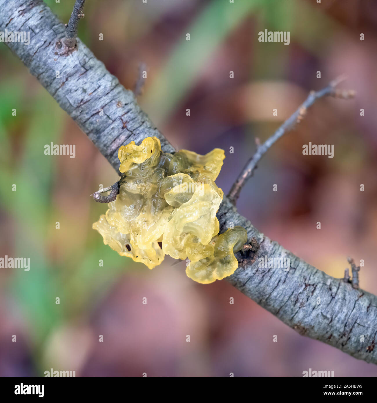 Gelatinoso Fungo giallo. Tremella mesenterica aurentia o. Aka Jelly fungo. Foto Stock