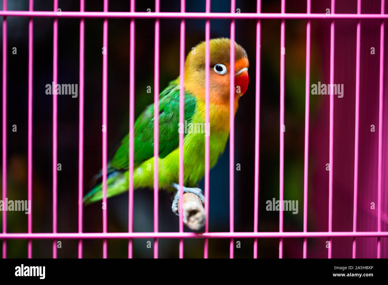 Parrocchetto di piccole dimensioni in vendita presso il locale di Hong Kong Bird Market nel Mong Kok quartiere di Hong Kong Foto Stock