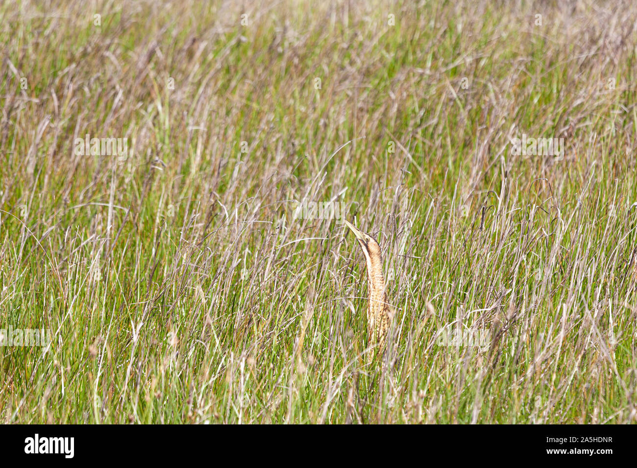 Eurasian tarabuso o tarabuso - Botaurus stellaris -, il Parco Nazionale di Doñana, Huelva, Spagna Foto Stock