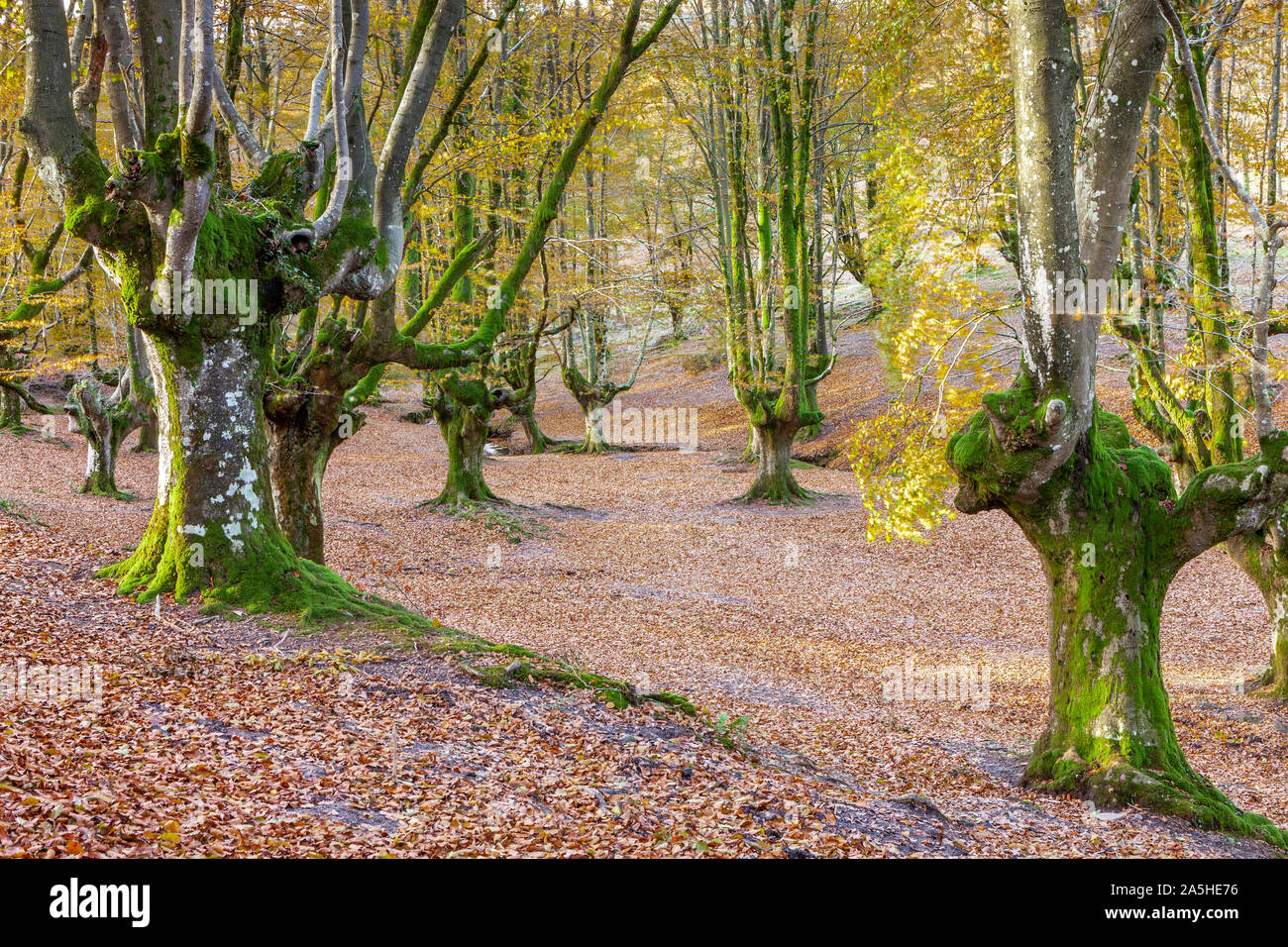 Faggi foresta di Otzarreta, parco naturale di Gorbeia, Vizcaya, Spagna Foto Stock