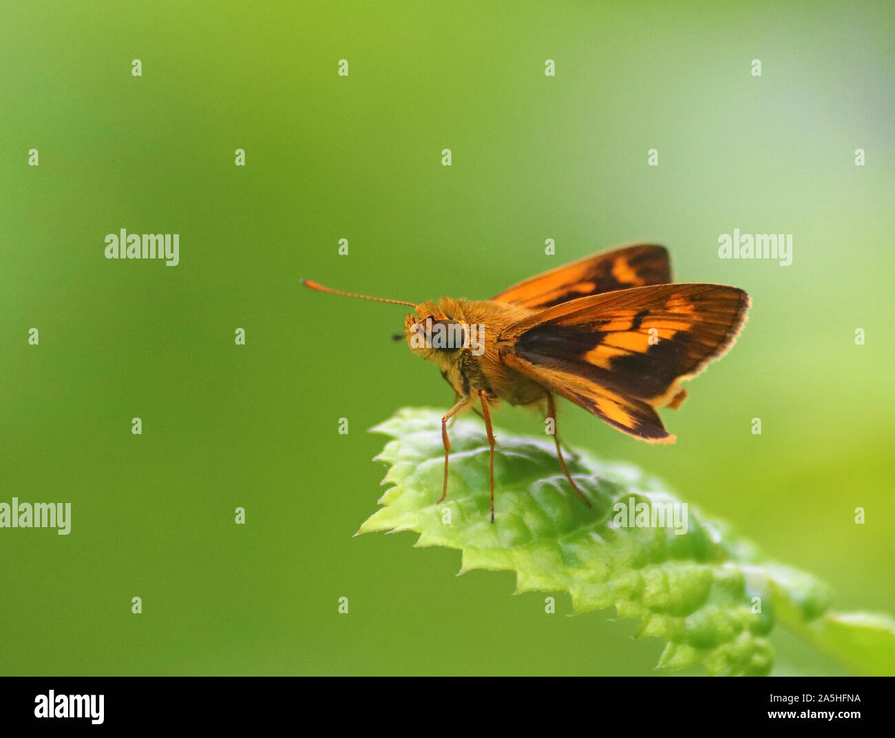 Big eyed Indian Dartlet farfalla seduto su una foglia Foto Stock