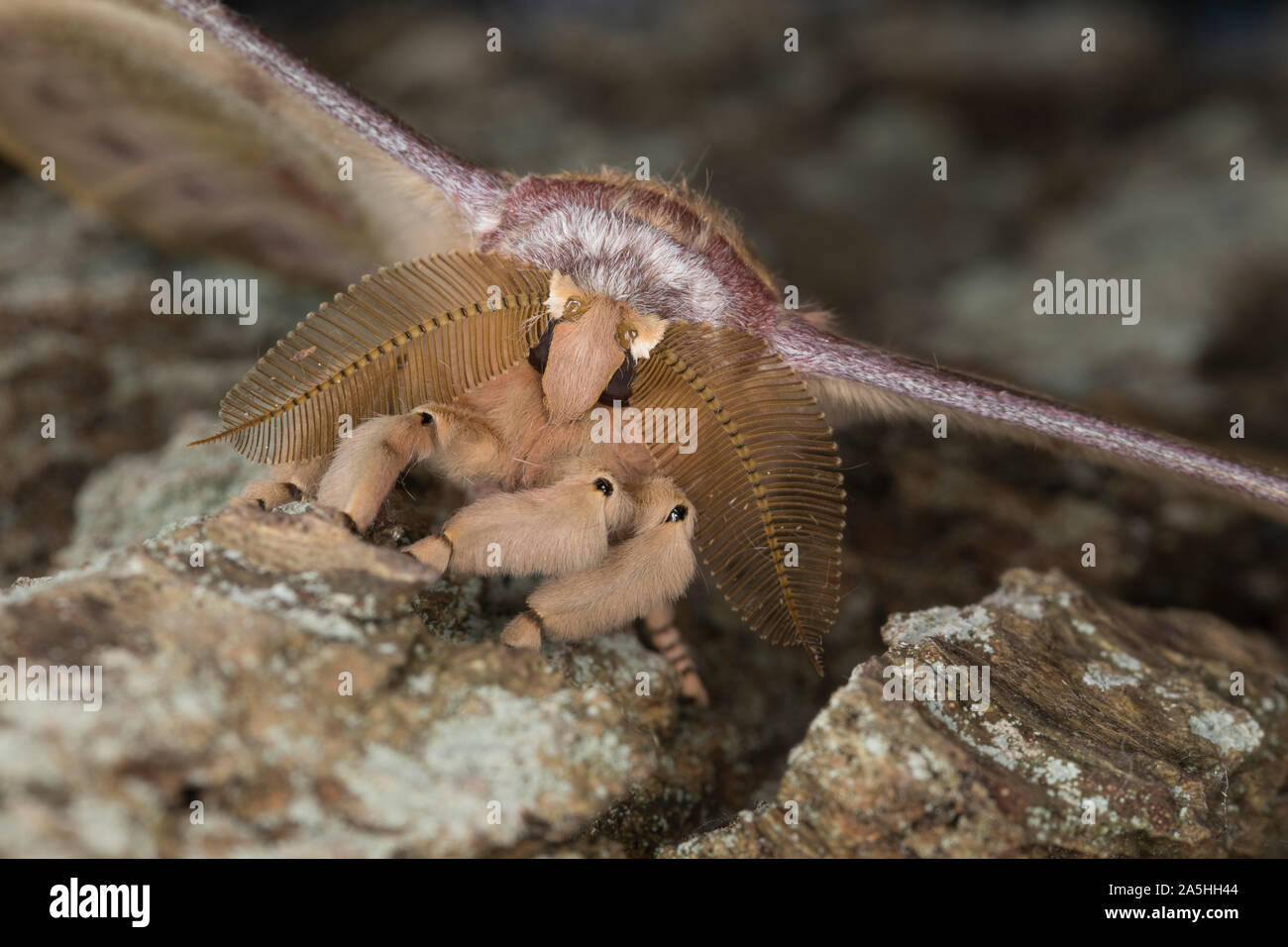 Chinesischer Eichenseidenspinner, Chinesischer Eichen-Seidenspinner, Seidenspinner, Männchen, Antheraea pernyi Antheraea, hartii, Cinese oak tussar m Foto Stock